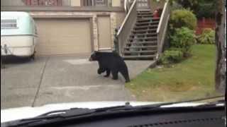 Big, lazy bear leads slow chase in B.C. neighbourhood