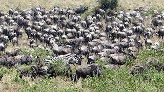 The Great Wildebeest Migration - Serengeti Tanzania