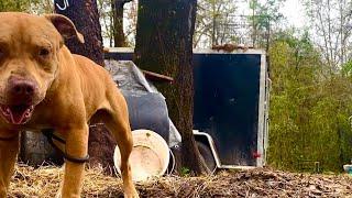 North Florida Game Dogs