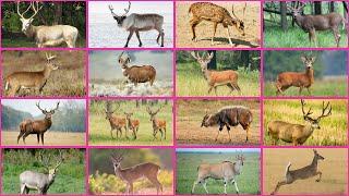 Discover the Most Stunning Deer Species on Earth!