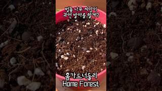 과연 벚꽃 나무 씨앗이 발아를 할까? #벚꽃나무 #벚꽃 #벚꽃나무씨앗 #씨앗발아 #오피스가드닝 #officegardening #홈가드닝 #homegardening #shorts