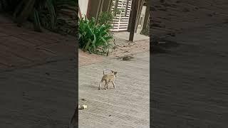 #cutepuppy #puppy #dogvideo #yellowpuppy #running #onroad