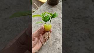 Grow lemon by unique way  #shorts  #youtubeshorts #viralshorts #lemonfruit #growlemongrass