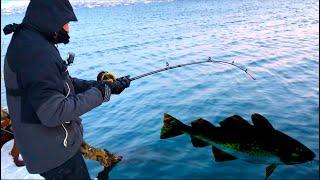 The INCREDIBLE story of the BIGGEST FISH that I caught from shore in North Norway