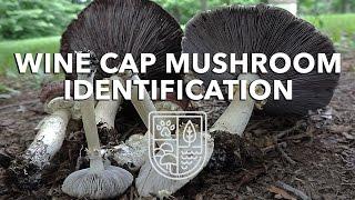 Wine Cap Mushroom Identification with Adam Haritan (Learn Your Land)