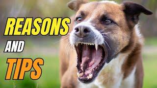 8 REASONS Why Dogs BITE And What You MUST Do About It