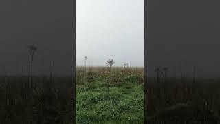 This fog looks straight from a movie set, but it's very real! :) #misty #foggy #naturebeauty #fogs