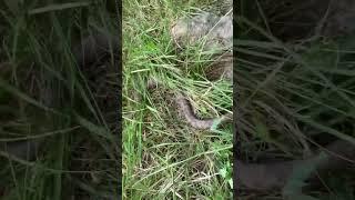 Good sized copperhead disappears in grass #hunting #outdoors #snake #copperhead