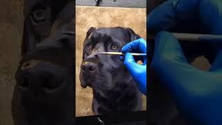 How To Paint A Pet Portrait 