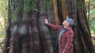 Huge HUGE cedar trees on Vancouver Island. Avatar Grove