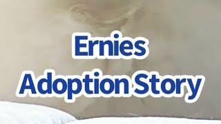 Meet Ernie! This is his adoption story.