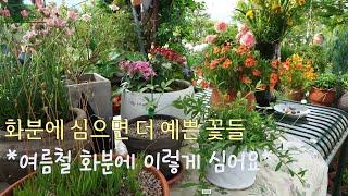 화분에 심으면 더 돋보이는 꽃들/여름철에 죽이지 않고 화분에 꽃 심기/삽목, 파종, 노지월동으로 빛나는 정원/A beautiful June garden