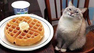 FUNNY CAT MEMES COMPILATION OF 2023 V07