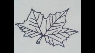 Как нарисовать кленовый лист - How to draw a maple leaf - 如何绘制枫叶 Как нарисовать милые рисунки