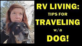 How To Travel with a Dog in an RV