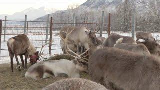 rare case of twin reindeer beat the odds