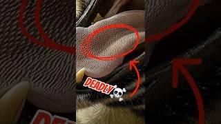Tiger Tongues Have SPIKES?!