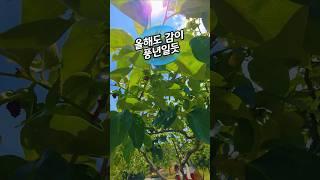 6/18) #감이많이열려 #풍년예감 #TheSoundOfSilence