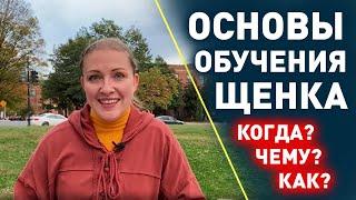 С чего начать обучение щенка