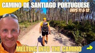 Walking the Camino De Santiago Portuguese Route | Coimbra to Agueda