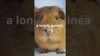 Guinea Pigs Need a Friend Here's Why #animaldocumentary #facts #animalinsights #animalfacts #animals