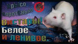 Крысы альбиносы, или белое и ленивое "извинение". (Fancy Rats | Декоративные Крысы)