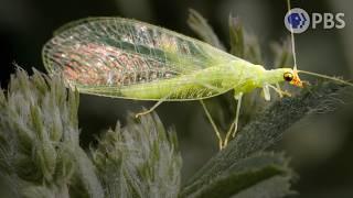 Lacewing LOVE is Noisier Than You Think  | Deep Look