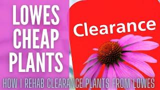 How I REHAB CLEARANCE PLANTS!  || Clearance Plants From Lowes || Cheap Plants