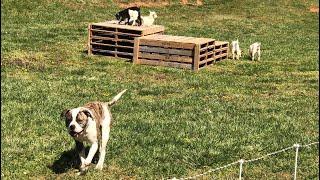 American Bulldog on the Family Farm