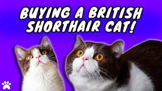 Buying A British Shorthair Cat - Everything You Need To Know!