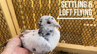 Settling and Loft Flying Young Pigeons