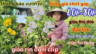 15/11️vườn mai chị Lành️mai ghép chơi tết xổ rẻ thanh lýđồng giá 60kcòn ít, chốt gấp