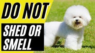 Top 7 Dogs That Don't Shed or Smell | Small Dog Breeds That Don't Shed