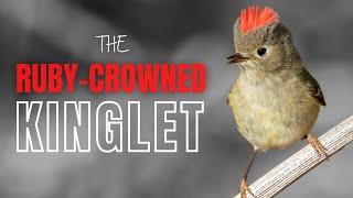 Ruby-crowned Kinglet | Tiny Bird with a Big Song