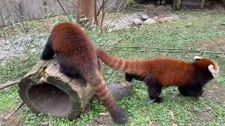 Home Safari - Red Panda - Cincinnati Zoo