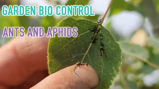 How to Protect Your Garden From Ants & Aphids | HAZEN AUDEL