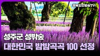 성주군 성밖숲 대한민국 밤밤곡곡 100 선정 경북도민방송TV