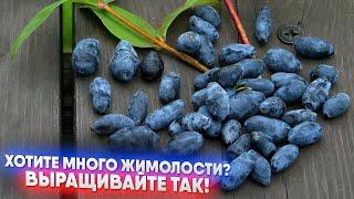 Хотите много жимолости? Выращивайте так!