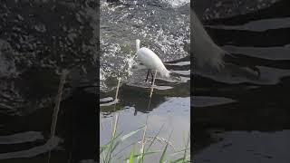 뇌 힐링/ 열심../ 어장에 일찍 출근한 쇠백로의 성실성../ South Korea Nowon Danghyeoncheon Stream ,