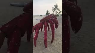 King crabs in Forest City Johor