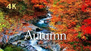 Autumn 4K • Scenic Relaxation Film with Peaceful Relaxing Music and Nature Video ｜秋