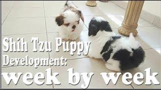 Shih Tzu Puppy Development: week by week