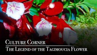 Culture Corner – The Legend of the Tagimoucia Flower