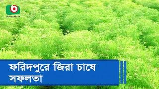 Success in cumin cultivation in Faridpur