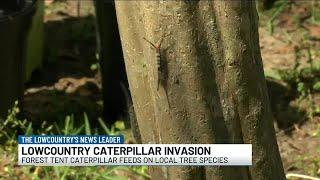 VIDEO: ‘This is by far the worst’: Parts of Lowcountry overwhelmed by caterpillars