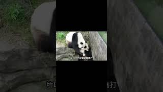 闺蜜熊猫打架了#熊猫生活 #panda #大熊猫 #大橙子数据 #animals #萌兰 #搞笑 #cute #funny