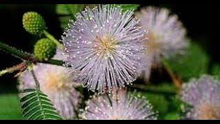 EatYourBackYard  The Amazing VENUS FLY TRAP of Florida, Sensitivity Plant!  Some Days Less Sensitive