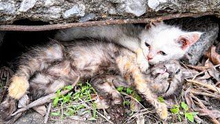 From Danger to Safety: Fragile Lives, How We Saved 3 Helpless Kittens | LTT Animal- Rescue