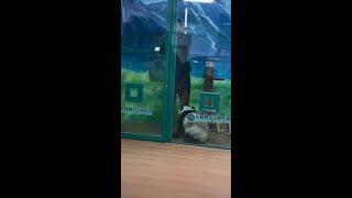 津奶爸：死手快开门啊 #大熊猫妹猪