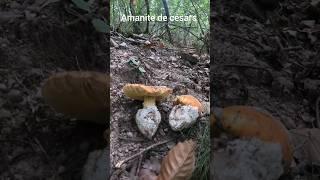 Amanite des césars, Oronge Amanita Caesarea, excellent comestible ️️️